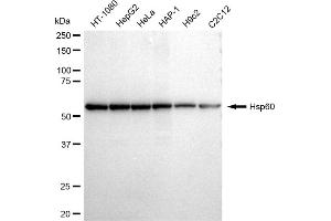 Western blotting analysis using Hsp60 antibody (ABIN7798847).