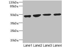 Western blot All lanes: MTERF3 antibody at 3. (MTERFD1 anticorps  (AA 69-300))