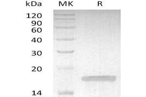 Western Blotting (WB) image for Tumor Necrosis Factor alpha (TNF alpha) (Active) protein (ABIN7320992) (TNF alpha Protéine)