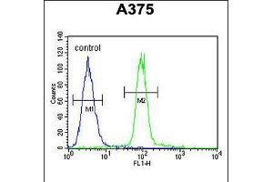 Flow cytometric analysis of A375 cells (right histogram) compared to a negative control cell (left histogram). (A1CF anticorps  (C-Term))