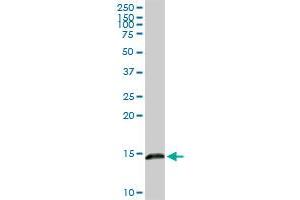 LGALS1 MaxPab rabbit polyclonal antibody. (LGALS1/Galectin 1 anticorps  (AA 1-135))