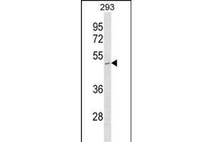 STOML1 Antibody (N-term) (ABIN1538881 and ABIN2850108) western blot analysis in 293 cell line lysates (35 μg/lane). (STOML1 anticorps  (N-Term))