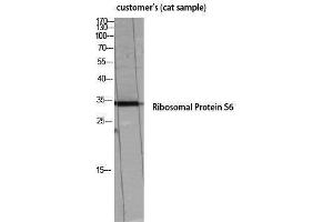 Western Blotting (WB) image for anti-Ribosomal Protein S6 (RPS6) (Thr826) antibody (ABIN3180300) (RPS6 anticorps  (Thr826))