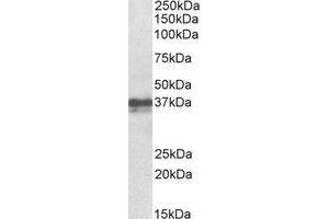 Western Blotting (WB) image for anti-Forkhead Box I3 (FOXI3) (Internal Region) antibody (ABIN2464516) (FOXI3 anticorps  (Internal Region))