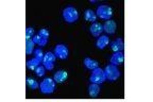 Image no. 9 for anti-Nucleolin (NCL) antibody (ABIN6166144)