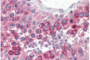 Human Testis (formalin-fixed, paraffin-embedded) stained with VAMP2 antibody ABIN364330 at 10 ug/ml followed by biotinylated anti-mouse IgG secondary antibody ABIN481714, alkaline phosphatase-streptavidin and chromogen.