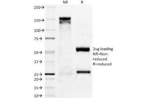 SDS-PAGE Analysis of Purified, BSA-Free Bcl-X Antibody (clone BX006). (BCL2L1 anticorps)