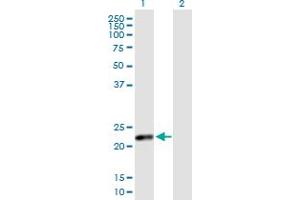 Western Blot analysis of CSH2 expression in transfected 293T cell line by CSH2 MaxPab polyclonal antibody.
