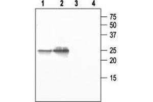 Western blot analysis of mouse salivary gland (1 and 3) and rat lung (2 and 4): - 1,2. (Aquaporin 5 anticorps  (C-Term, Intracellular))