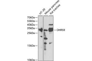 Western blot analysis of extracts of various cell lines, using DHRS9 antibody (ABIN6130324, ABIN6139603, ABIN6139604 and ABIN6221932) at 1:3000 dilution.