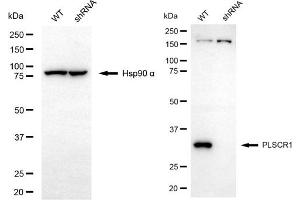 Western blotting analysis using PLSCR1 antibody (ABIN7799826). (PLSCR1 anticorps)
