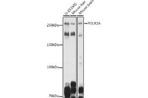 Western blot analysis of extracts of various cell lines, using POLR2A antibody (ABIN6130298, ABIN6145914, ABIN6145915 and ABIN6215095) at 1:1000 dilution. (POLR2A/RPB1 anticorps  (AA 1-260))