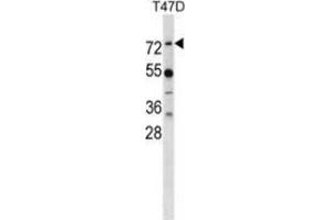 Western blot analysis in T47D cell line lysates (35ug/lane) using MX1 Antibody . (MX1 anticorps  (Middle Region))