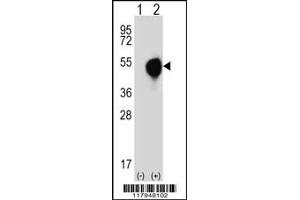 Western blot analysis of DOM3Z using rabbit polyclonal DOM3Z Antibody (N-term Y88) using 293 cell lysates (2 ug/lane) either nontransfected (Lane 1) or transiently transfected (Lane 2) with the DOM3Z gene. (DOM3Z anticorps  (N-Term))