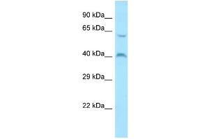 Host: Rabbit Target Name: MORN1 Sample Type: ACHN Whole Cell lysates Antibody Dilution: 1. (MORN1 anticorps  (C-Term))