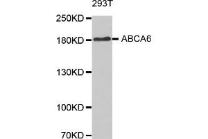 Western blot analysis of extracts of 293T cells, using ABCA6 antibody (ABIN5971637). (ABCA6 anticorps)