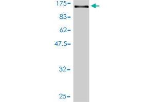 Western Blot detection against Immunogen (143 KDa) .
