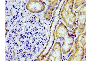 Immunohistochemistry of paraffin-embedded human kidney tissue using ABIN7164870 at dilution of 1:100 (PTGR2 anticorps  (AA 206-282))