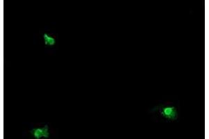Image no. 4 for anti-OTU Domain, Ubiquitin Aldehyde Binding 1 (OTUB1) antibody (ABIN1499932)