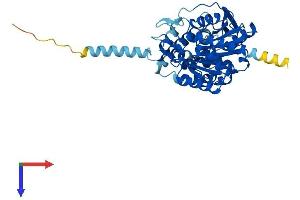 AlphaFold protein structure predicition of Mouse Recombinant Abhd2 Protein, UniprotID Q9QXM0