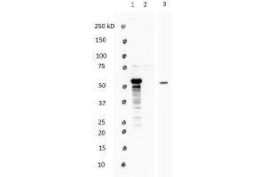Host: Rabbit  Target Name: WWTR1  Sample Type:  Lane 1: HEK293 overexpressing  WWTR1  Lane 2: Non-overexpressed vector control lysate Lane 3: human heart  Antibody Dilution: 1.