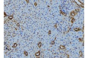 ABIN6279876 at 1/100 staining Mouse kidney tissue by IHC-P. (TRAPPC5 anticorps  (Internal Region))