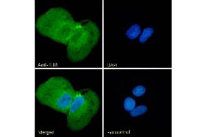 (ABIN570987) Immunofluorescence analysis of paraformaldehyde fixed U2OS cells, permeabilized with 0.