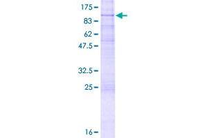Image no. 1 for CD97 (CD97) (AA 1-742) protein (GST tag) (ABIN1348744)