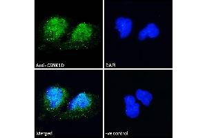 (ABIN185622) Immunofluorescence analysis of paraformaldehyde fixed U251 cells, permeabilized with 0. (Casein Kinase 1 delta anticorps  (Internal Region))