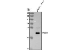 Western blot analysis of ASCL1A using anti-ASCL1A antibody (A).