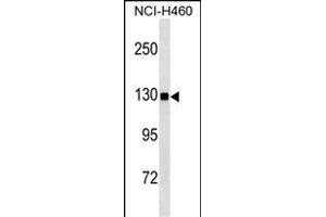 USP8 Antibody  ABIN1536612 western blot analysis in NCI- cell line lysates (35 μg/lane).