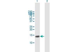 Western Blot analysis of TNFRSF12A expression in transfected 293T cell line by TNFRSF12A MaxPab polyclonal antibody. (TNFRSF12A anticorps  (AA 1-129))