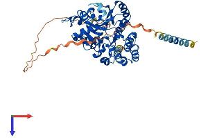 AlphaFold protein structure predicition of Human Recombinant GXYLT2 Protein, UniprotID A0PJZ3