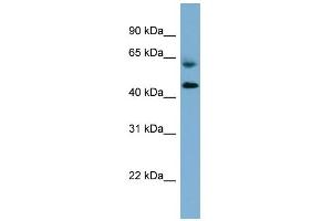 WB Suggested Anti-RMND1 Antibody Titration: 0. (RMND1 anticorps  (Middle Region))
