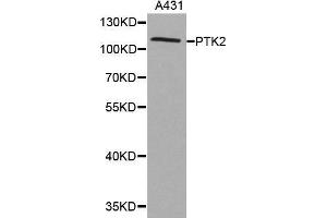 Western blot analysis of extracts of A431 cell lines, using PTK2 antibody. (FAK anticorps)