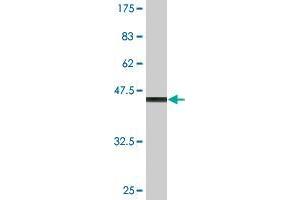 Western Blot detection against Immunogen (49.
