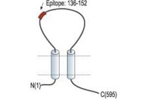 Representative domain view of the target of ABIN7582060.