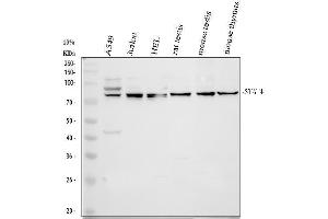 Western blot analysis of STAT4 using anti-STAT4 antibody (ABIN3043099).