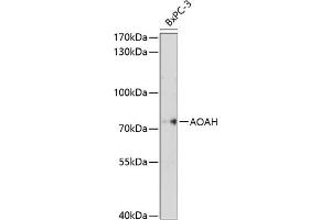 anti-Acyloxyacyl Hydrolase (Neutrophil) (AOAH) (AA 306-575) antibody