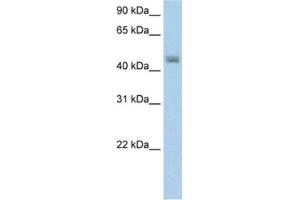 Western Blotting (WB) image for anti-Phenylalanine-tRNA Synthetase 2 (Mitochondrial) (FARS2) antibody (ABIN2462222) (FARS2 anticorps)