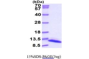 SDS-PAGE (SDS) image for TrxA (AA 2-109) (Active) protein (His tag) (ABIN667131)