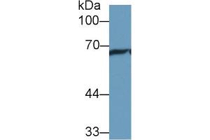 Western Blot; Sample: Rat Cerebrum lysate; Primary Ab: 1µg/ml Rabbit Anti-Rat HSPA1L Antibody Second Ab: 0.
