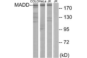 Western blot analysis of extracts from COLO cells, HeLa cells and Jurkat cells, using MADD antibody. (MADD anticorps  (Internal Region))
