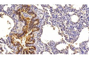 Detection of EPCAM in Porcine Lung Tissue using Polyclonal Antibody to Epithelial Cell Adhesion Molecule (EPCAM) (EpCAM anticorps  (AA 25-265))