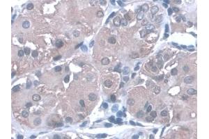 Detection of PGA in Human Stomach Tissue using Monoclonal Antibody to Pepsinogen A (PGA)
