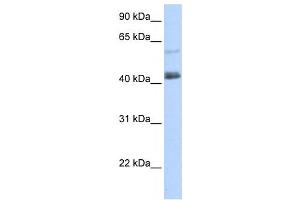 Western Blotting (WB) image for anti-PR Domain Containing 15 (PRDM15) antibody (ABIN2458212) (PRDM15 anticorps)