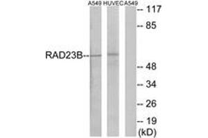 Western blot analysis of extracts from A549/HuvEc cells, using RAD23B Antibody. (RAD23B anticorps  (AA 1-50))