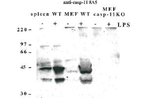 Western blot using anti-Caspase-11 (mouse), mAb (8A5)  detecting endogenous caspase-11 in mouse spleen and lymph node as two bands of 43 and 38 kDa after exposure to LPS.