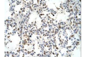 Image no. 1 for anti-Distal-Less Homeobox 5 (DLX5) (AA 120-169) antibody (ABIN6737699)