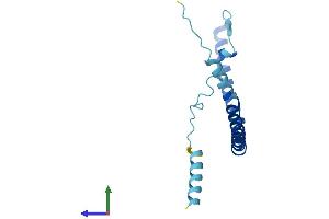 AlphaFold protein structure predicition of Mouse Recombinant Cav3 Protein, UniprotID P51637